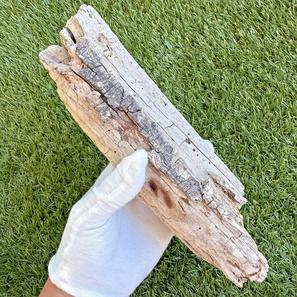 2 Natural Driftwood Pieces California Coast Rustic Beach Decor Aquarium Art